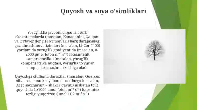 Daraxt turlarini yorugʻlikka munosabatini oʻrganish 3