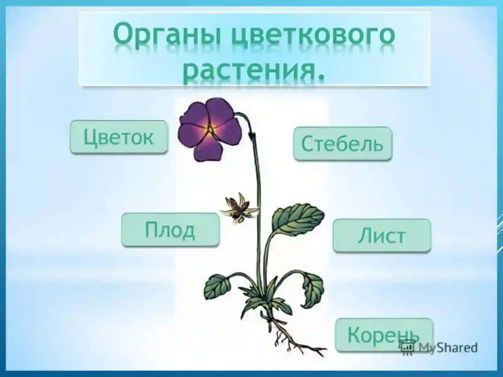 УРОК БИОЛОГИИ6 КЛАСС ПО ТЕМЕ: «КОРЕНЬ» 3