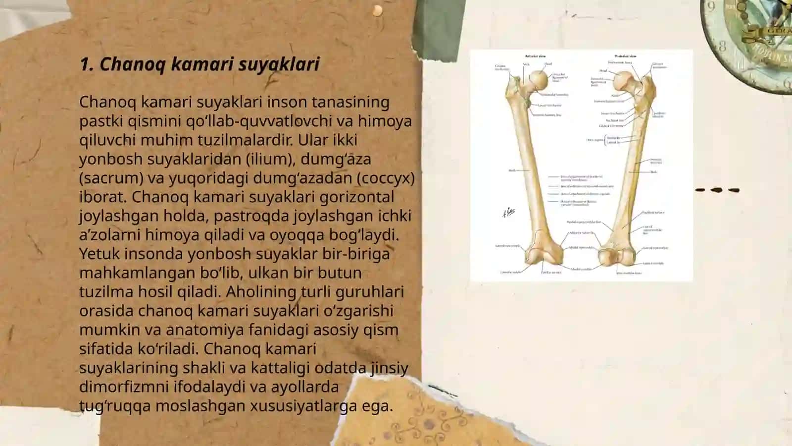 Chanoq kamari va oyoqning erkin suyaklari 3