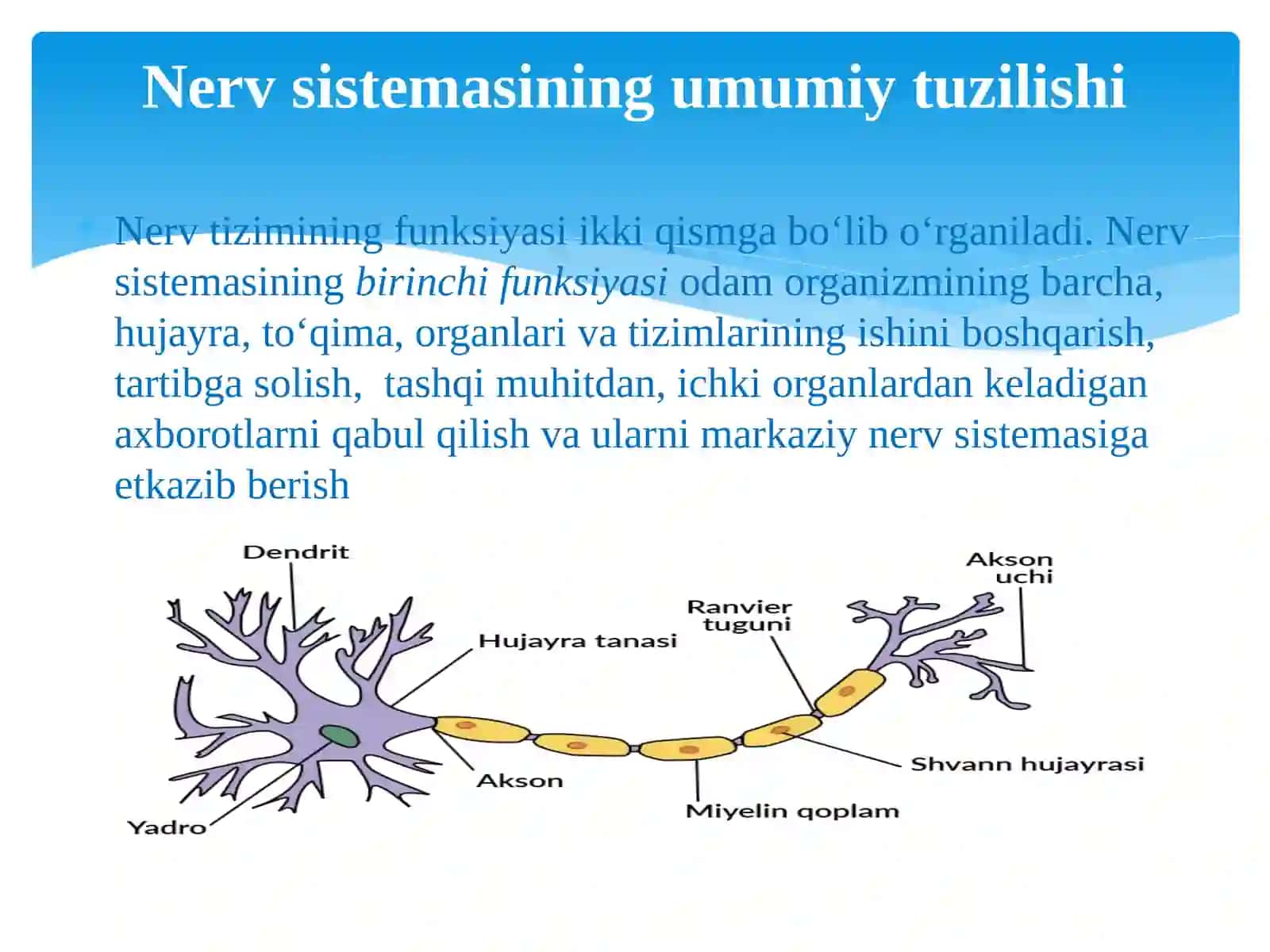 Nerv sistemasining umumiy tuzilishi 3