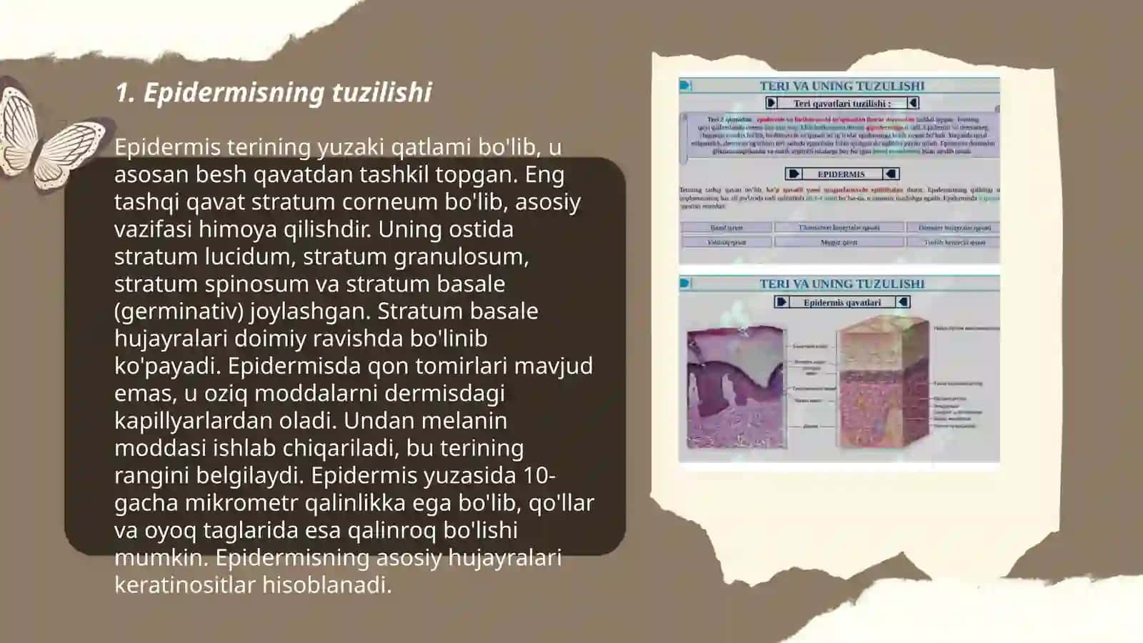 Teri va soch tuzilishi. Epidermis va derma qavatlar 3