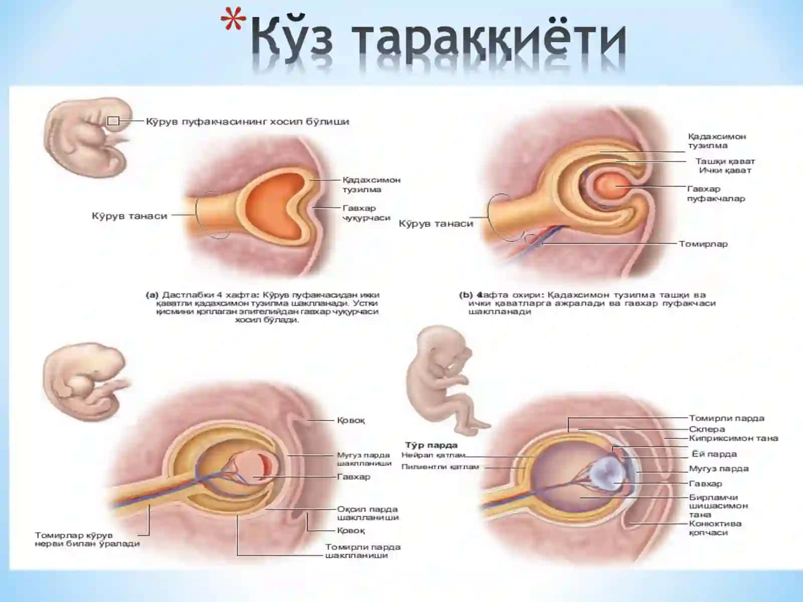 Гистология кафедраси 3