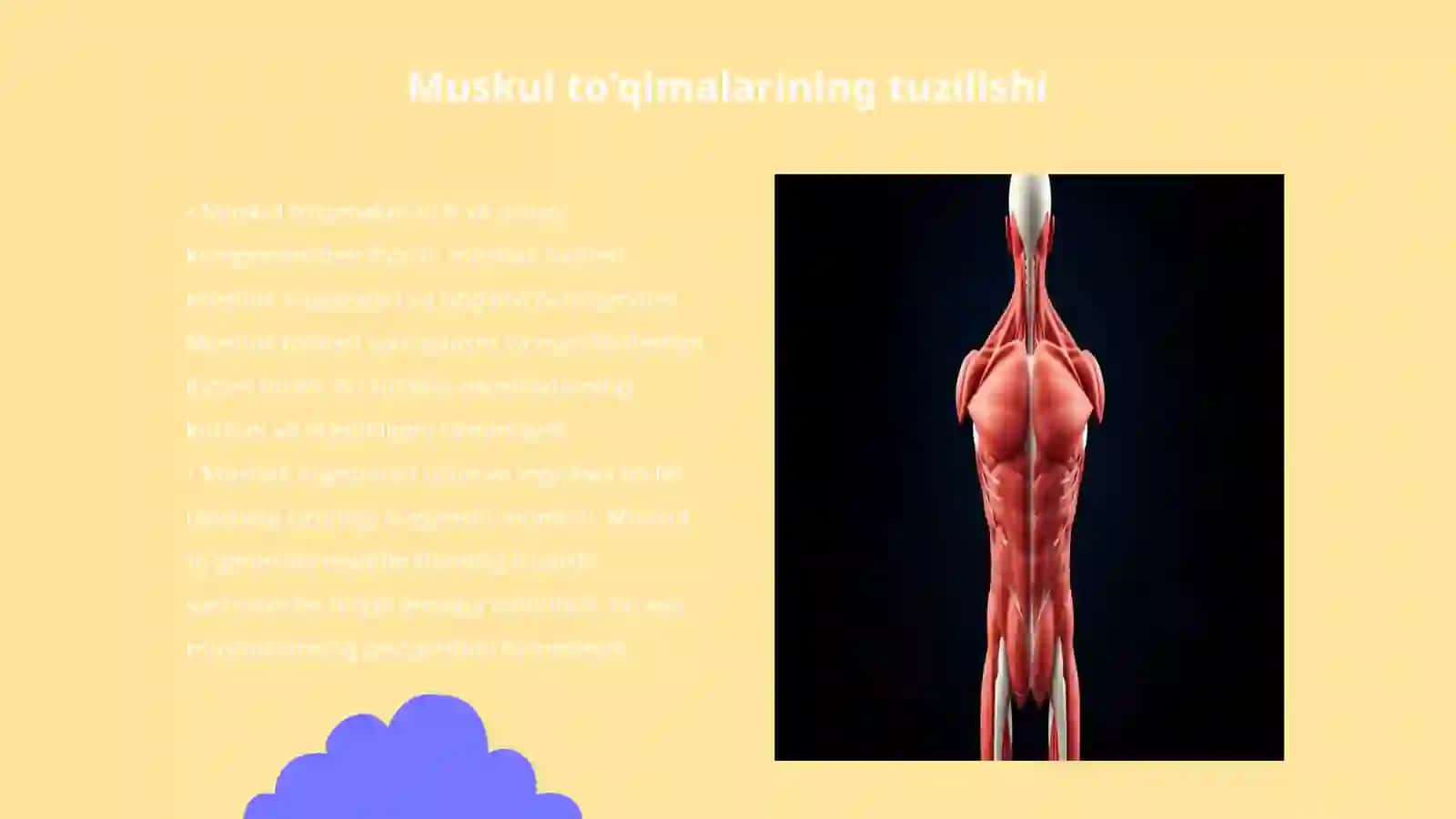 Muskul fizialogiyasi 3