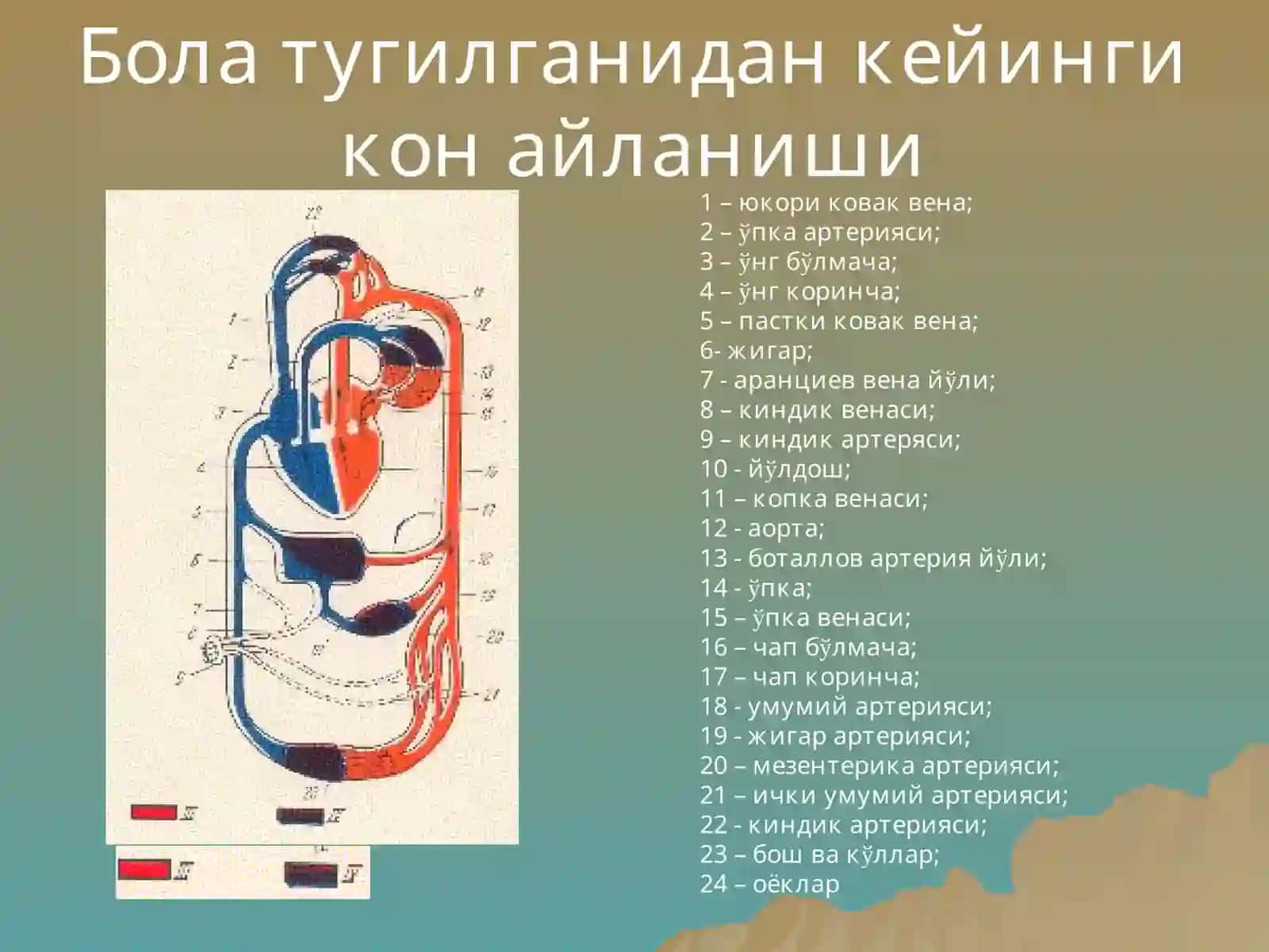 Юракда шовкин синдроми: тугма ва орттирилган юрак нуксонлари 3