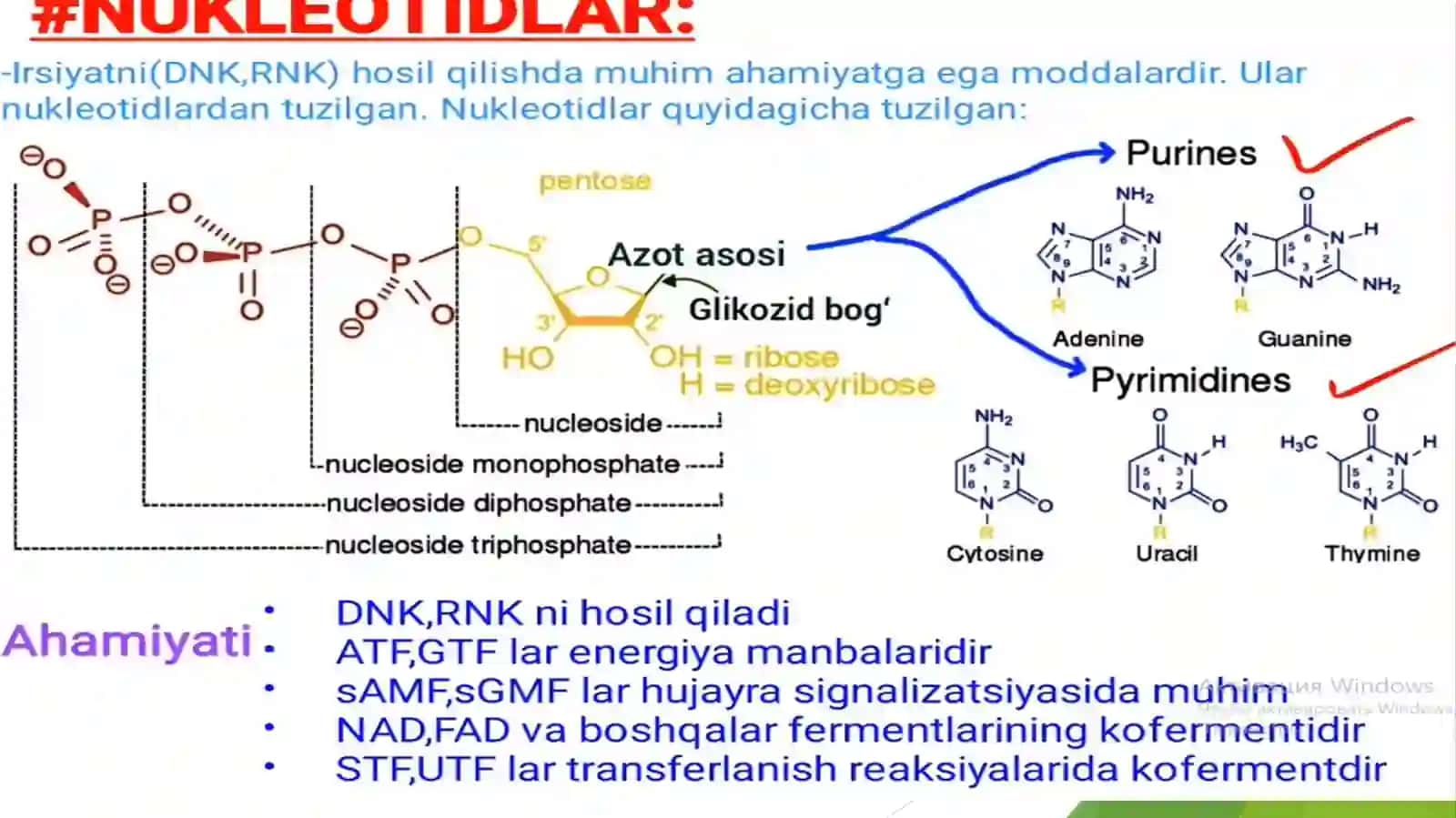 Nukleotidlar almashinuvi. Purin va pirimidin nukleotidlar katabolizmi va parchalanishi 3