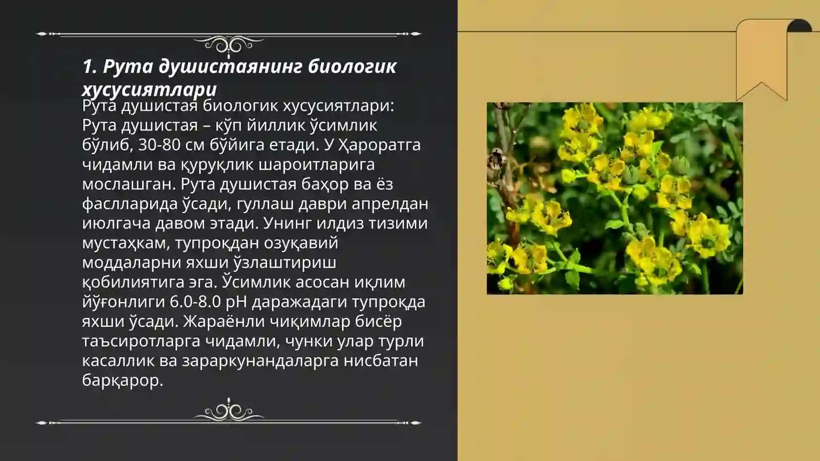Рута душистая 3