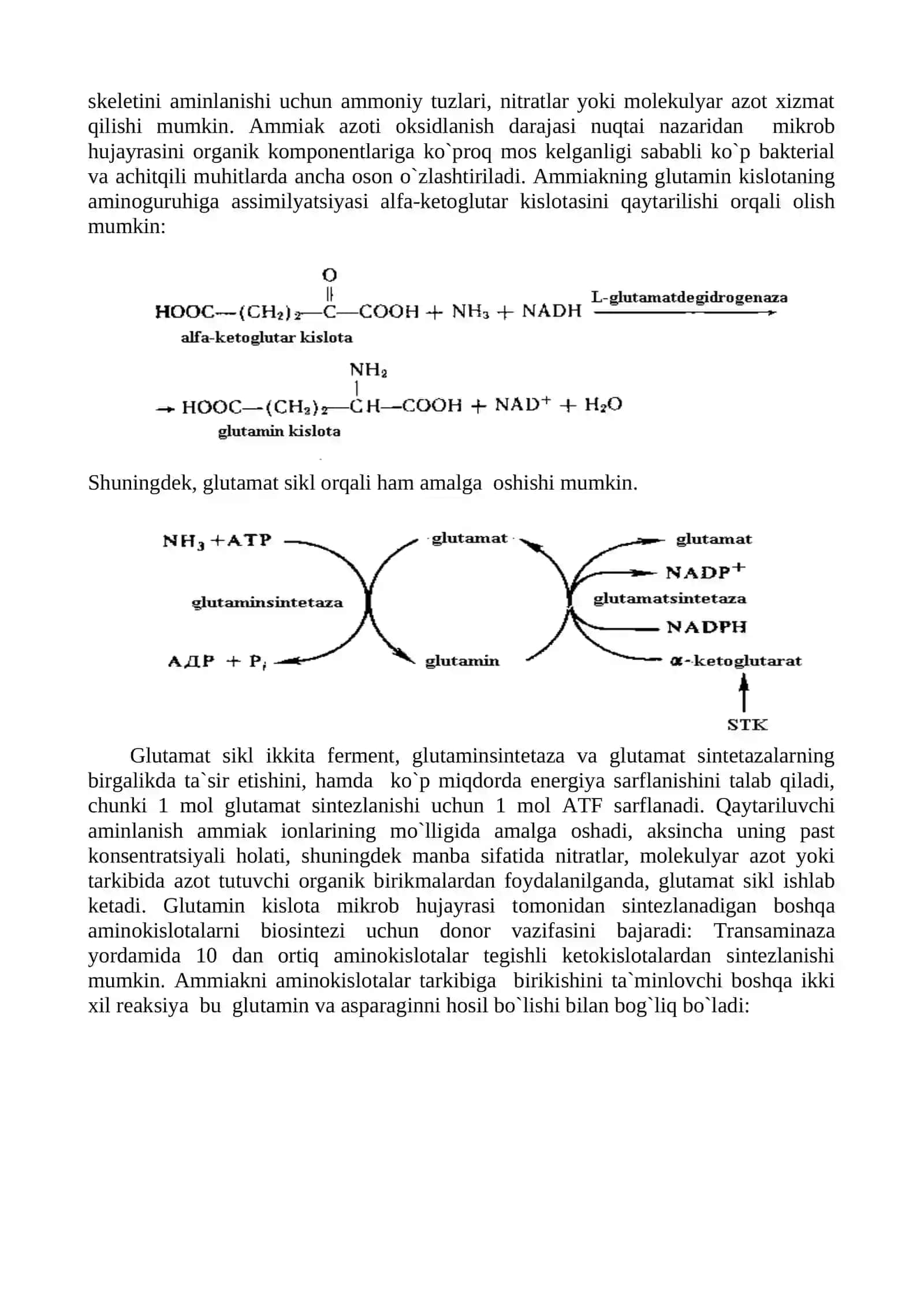 Aminokislotalar biosintezi uchun xizmat qiladigan moddalar 3