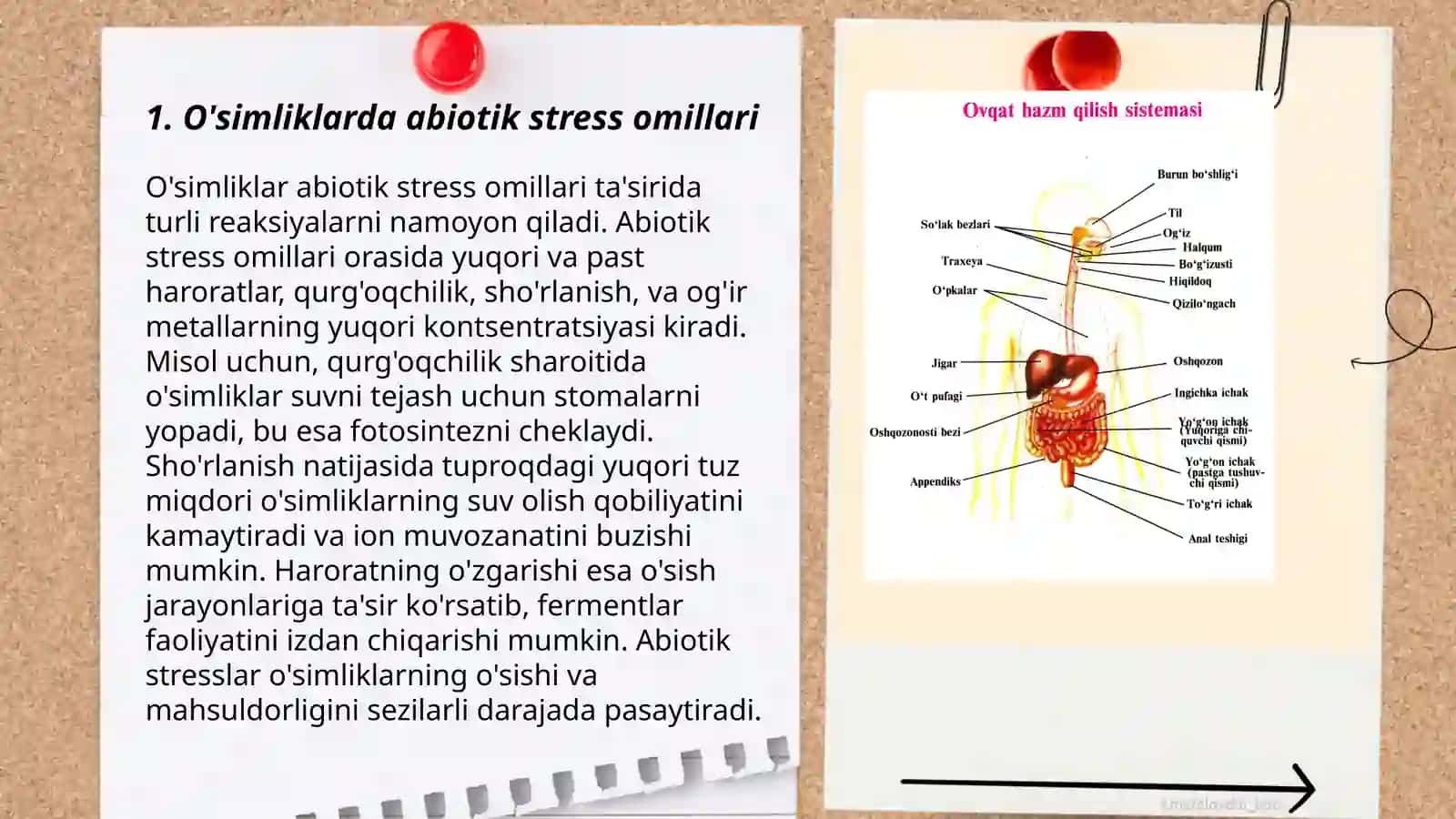 O'simliklarda stres fiziologiyasi,stres reaktsiyalari 3