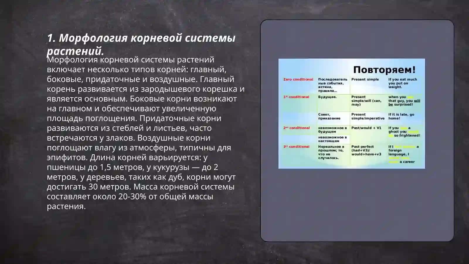 Морфология корневой системы растений 3