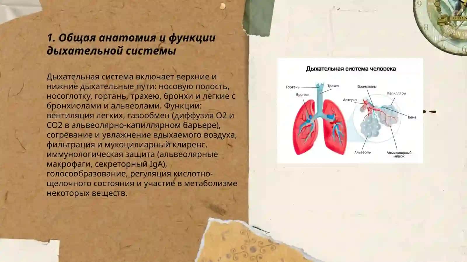 Система органов дыхания 3