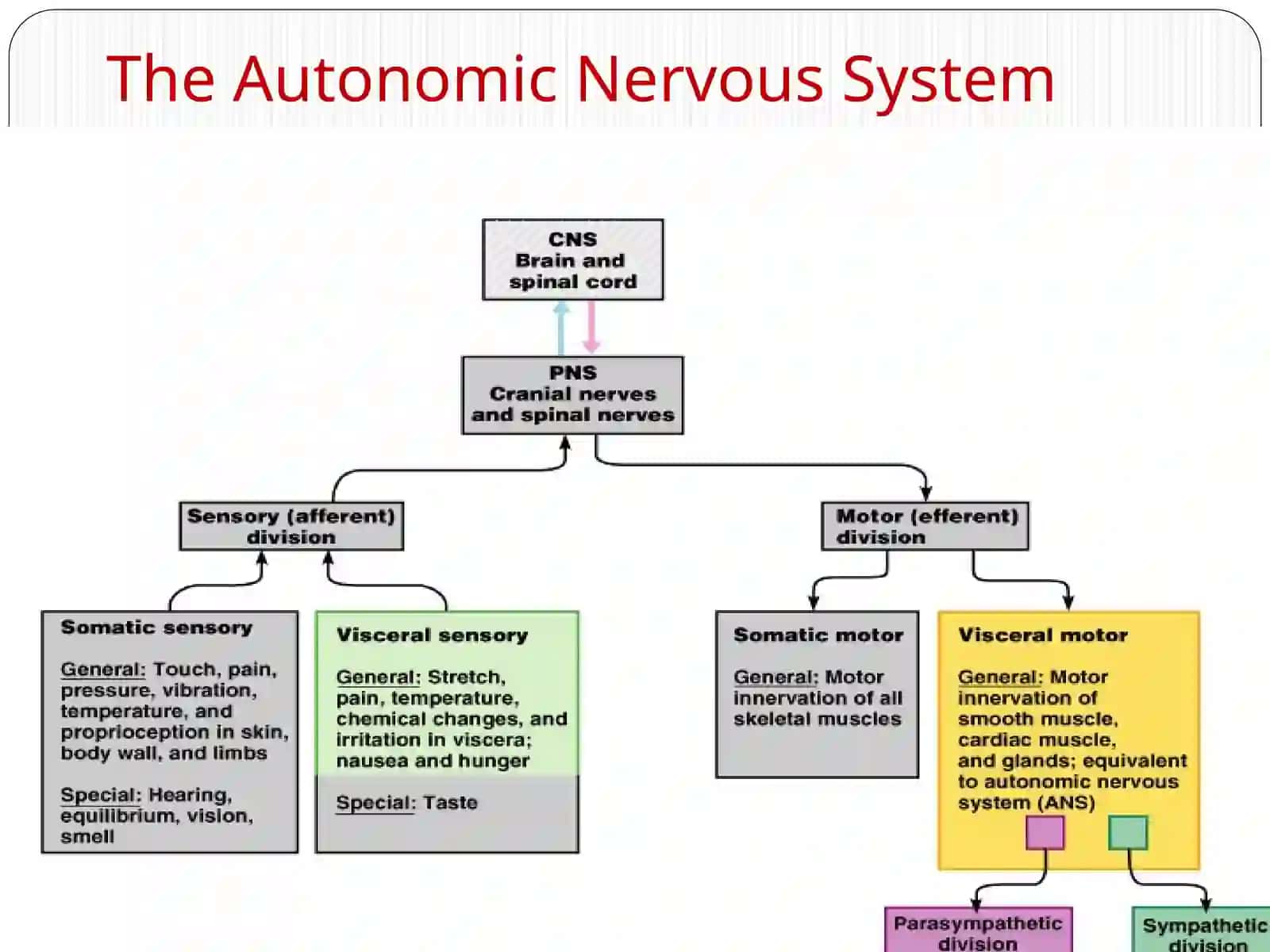 Autonomic Nervous System 3