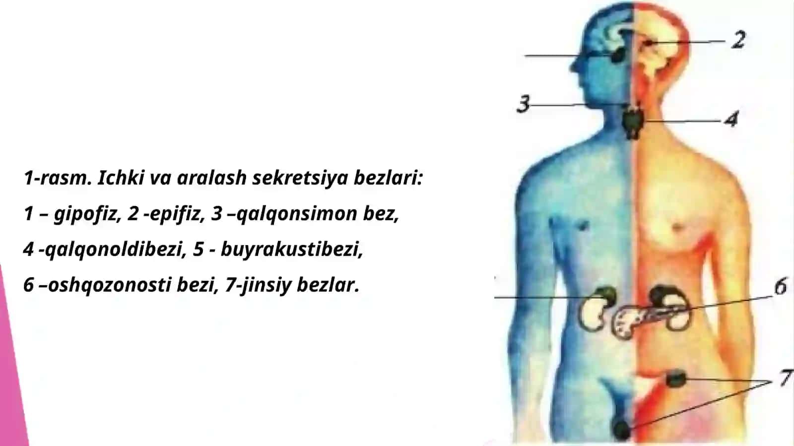 Endokrintizimi 3