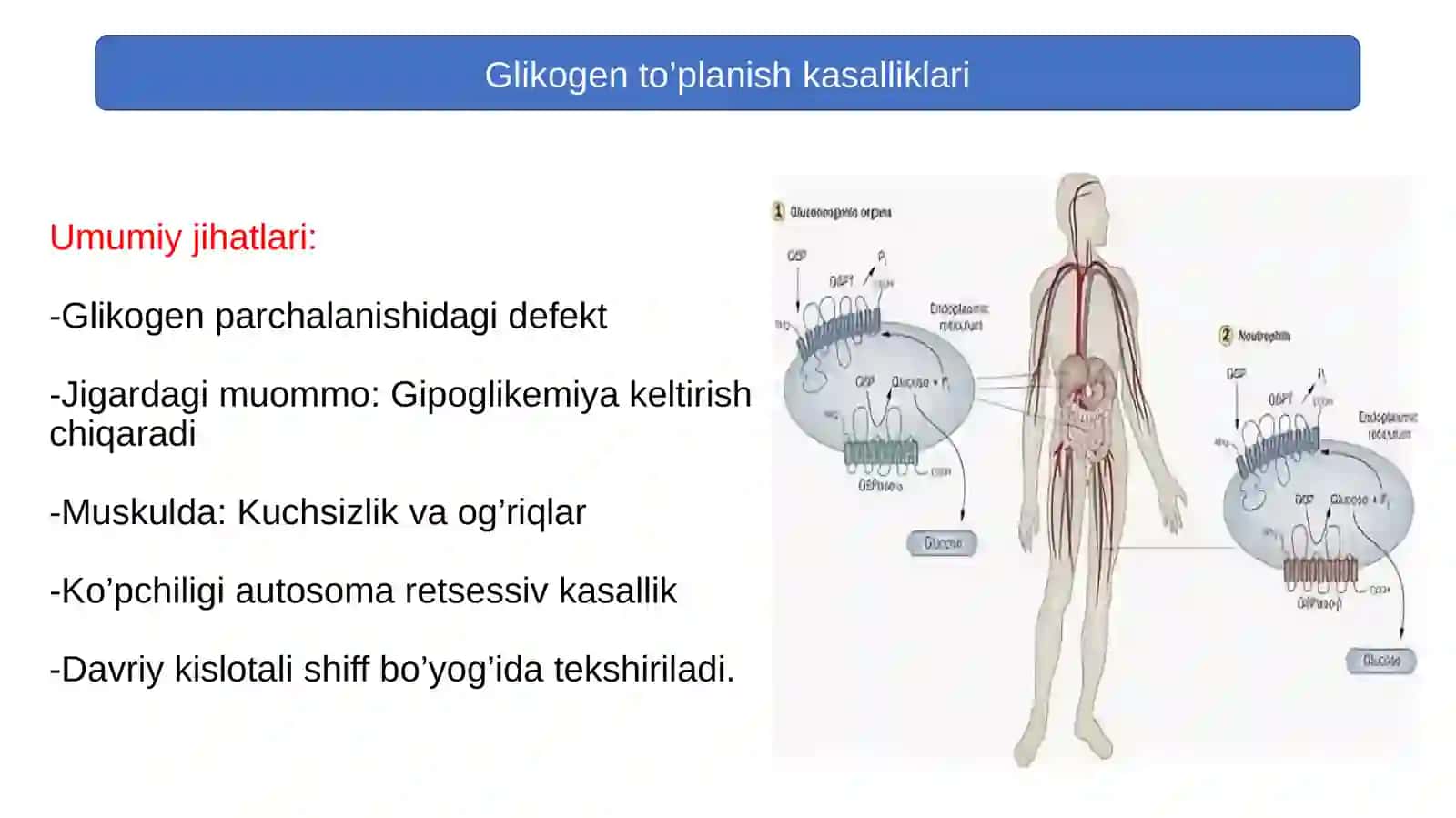 Glikogen kasalliklari 3