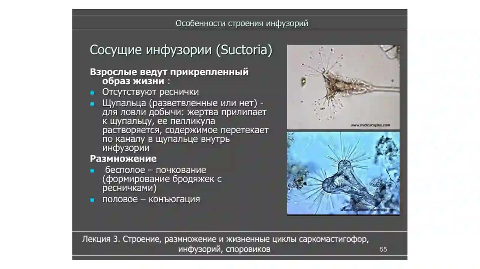 Туфелка 3