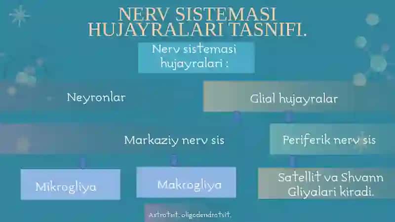 NERV TOLALARI FIZIOLOGIYASI.SINAPSLAR FIZIOLOGIYASI 3
