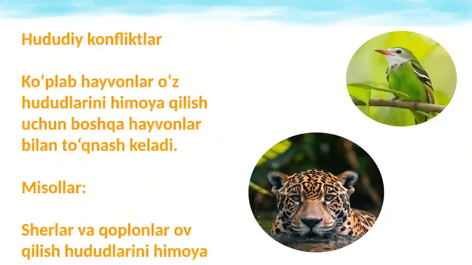 Hayvonlar oʻrtasidagi konfliktlar 3