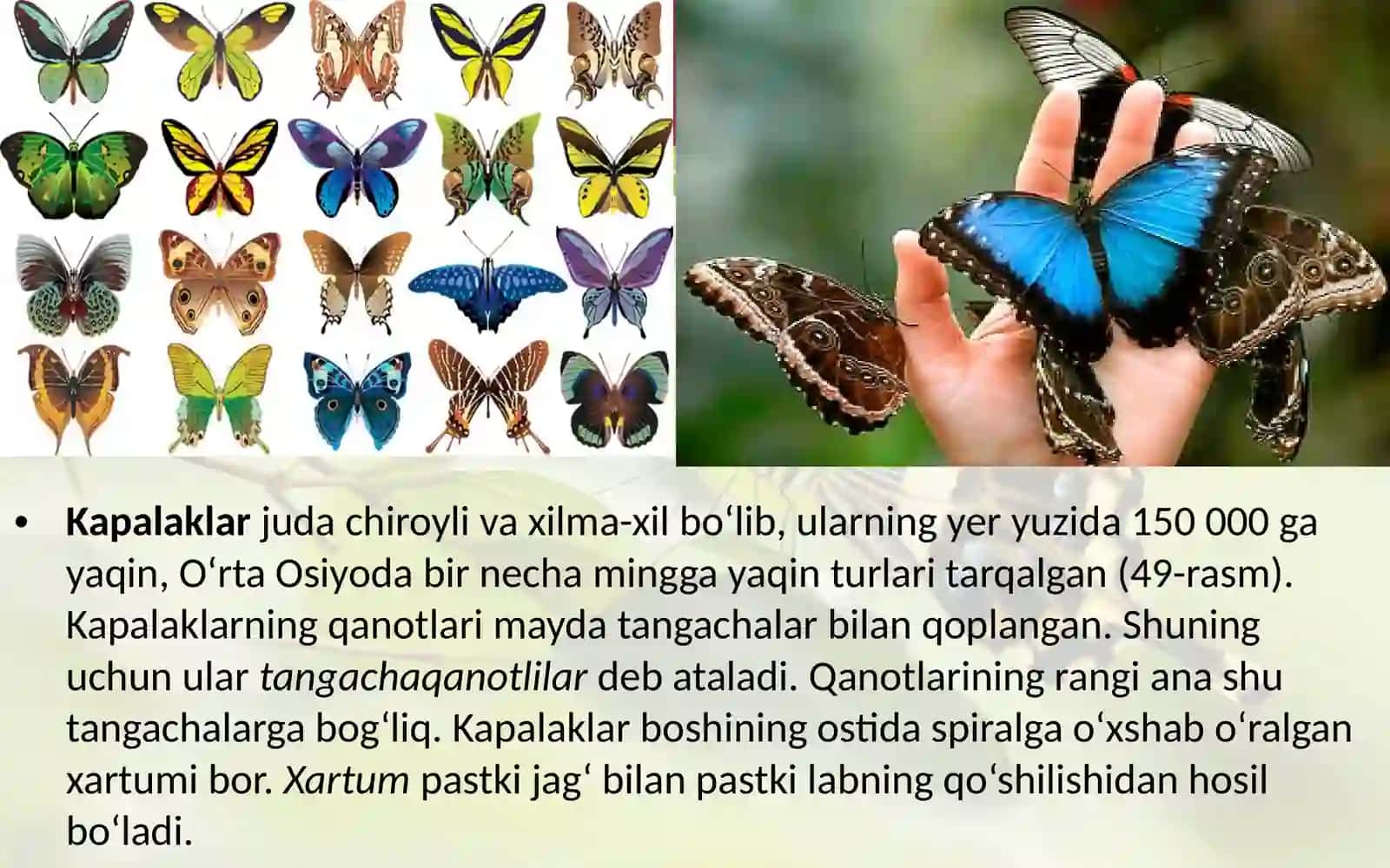 7-sinf Zoologiya 'To'liq o'zgarish bilan rivojlanadigan hasharotlar tangachaqanotlilar turkumi' ko'rgazma 3