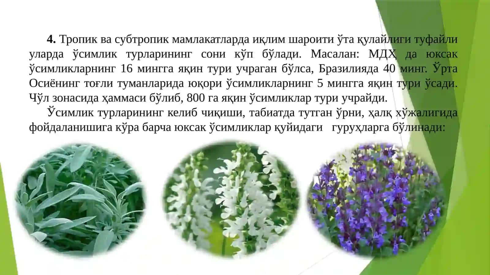 Фан: Доривор ўсимликлар флора ва систематикаси 3