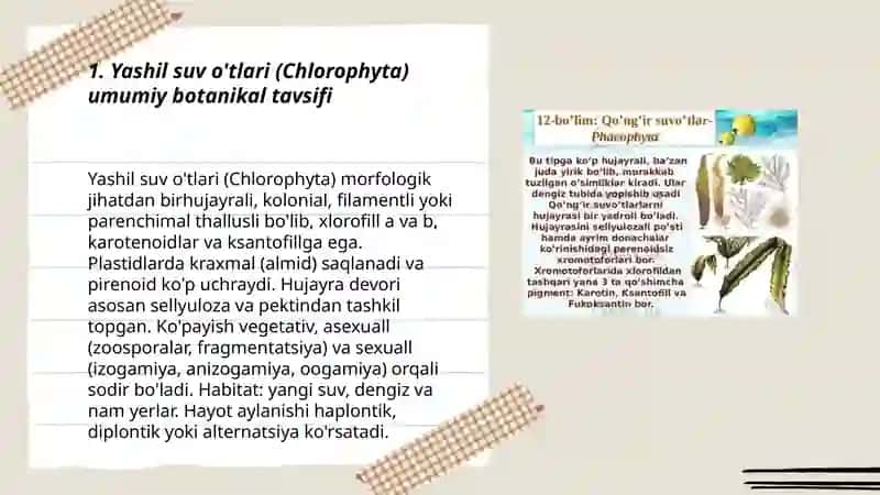 Yashil va ko'k yashil suvo'tlari bo'limlari vakillari va tallomlarini botanik tavsiflash 3