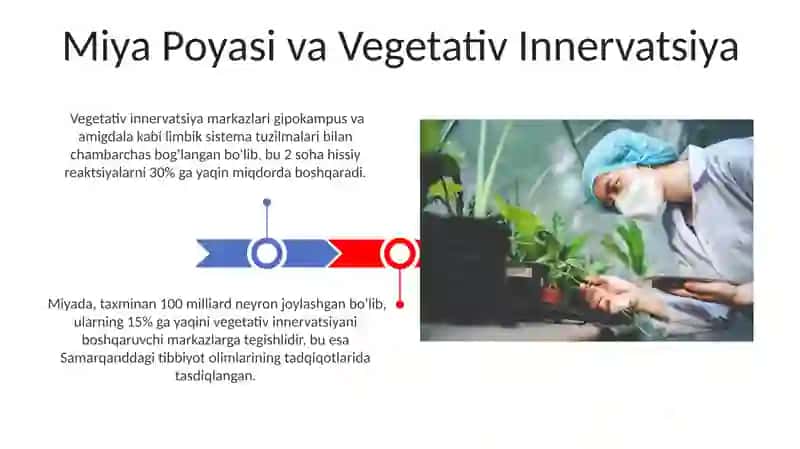 Vegetativ oliy markazlar va ularning funktsional ahamiyati 3