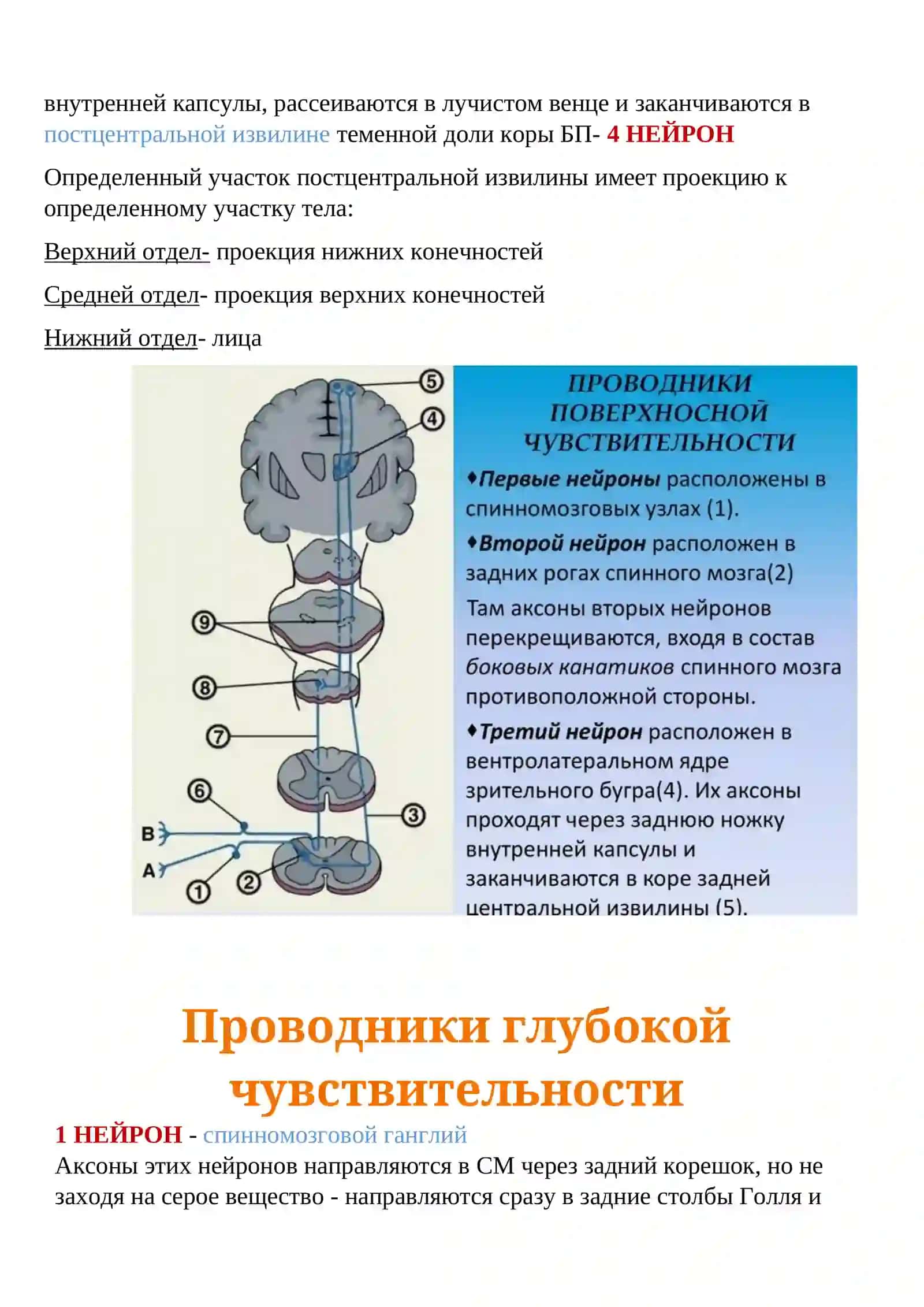 Чувствительная сфера 3