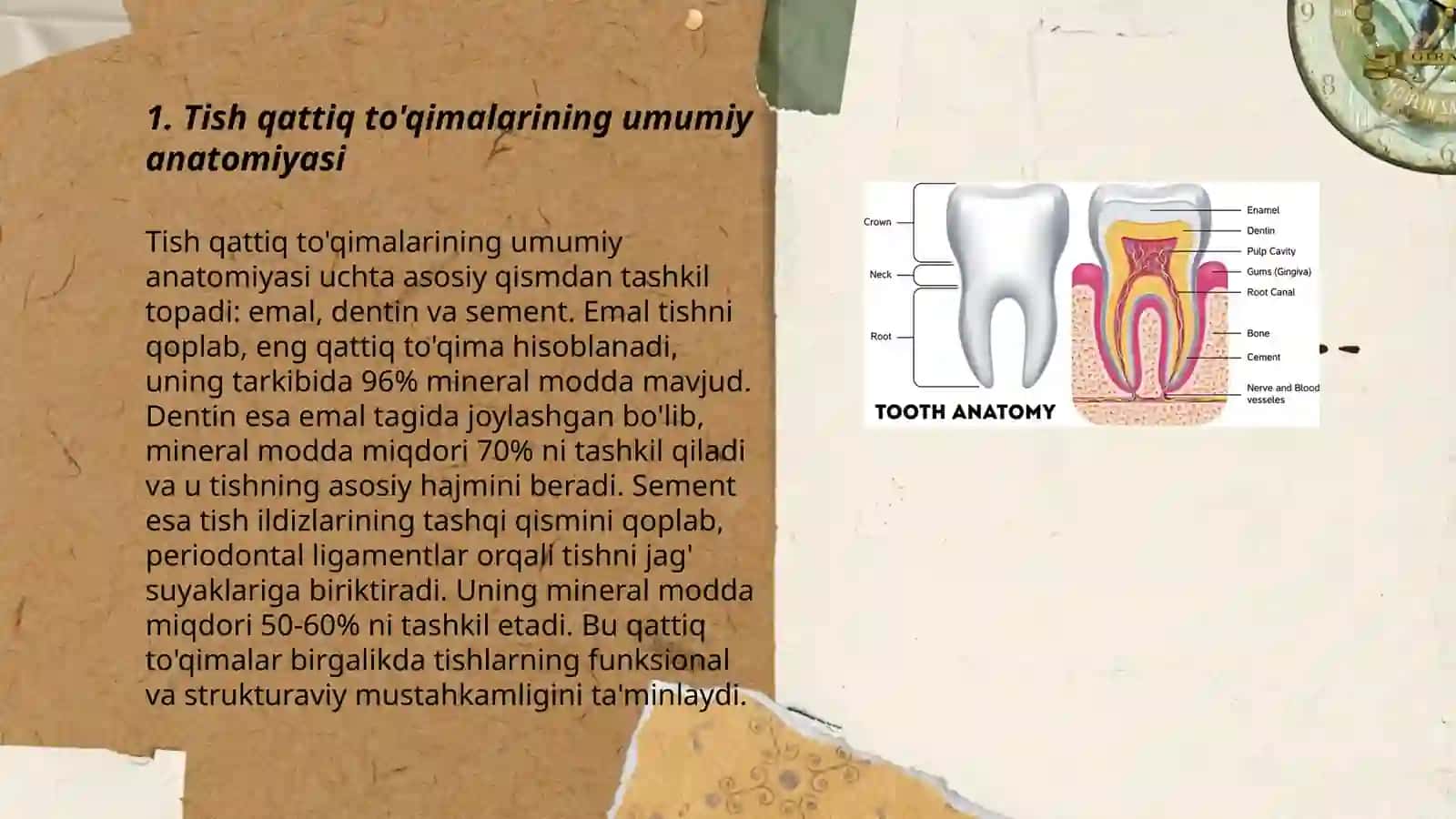 Tish qattiq to'qimasi anatomiyasi va fiziologiyasi 3