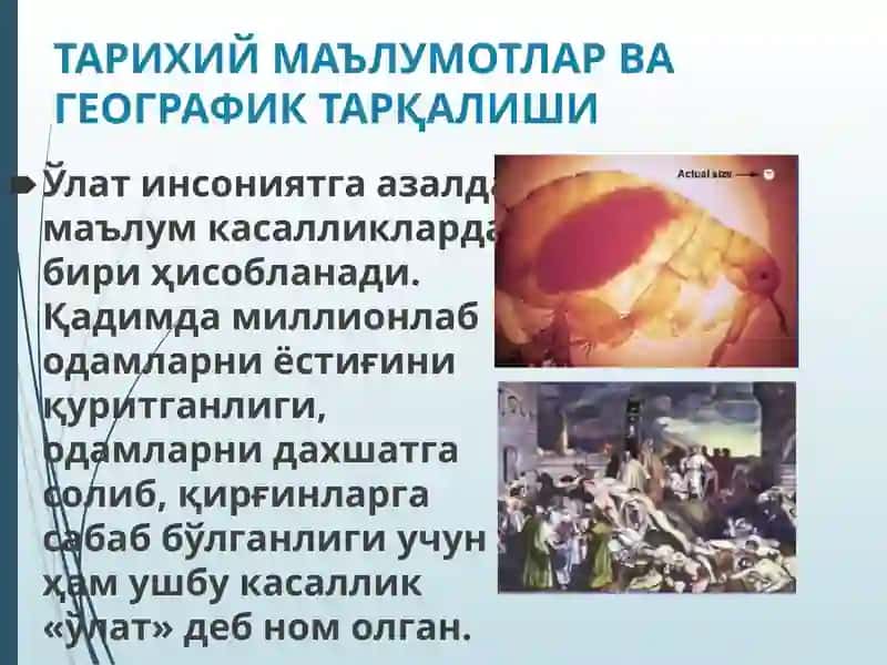 Ўлат 3