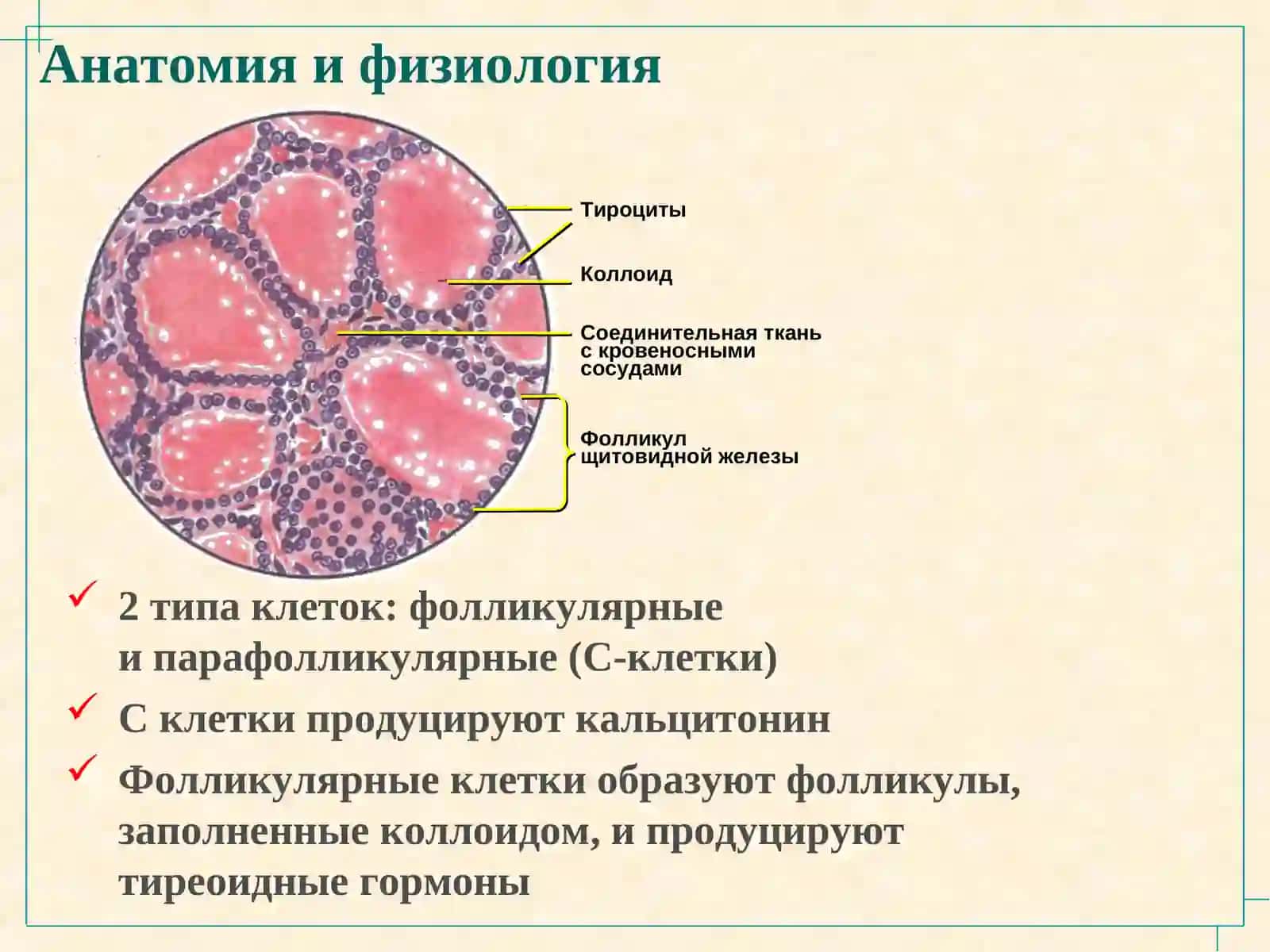 Анатомия и физиология щитовидной железы 3