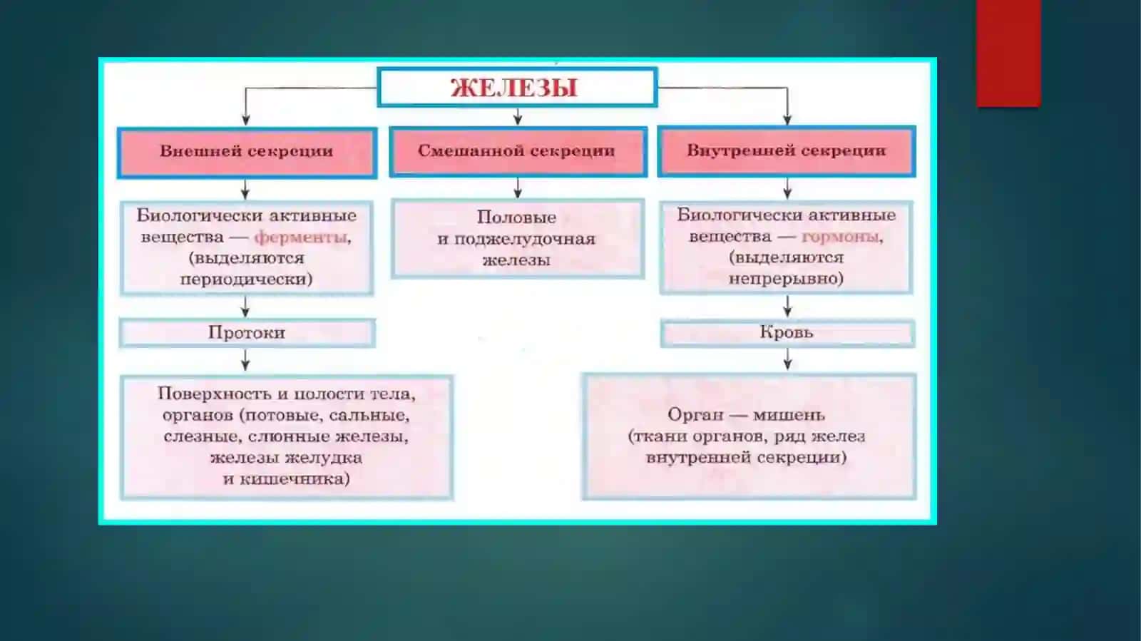 Inson endokrin tizimi 3