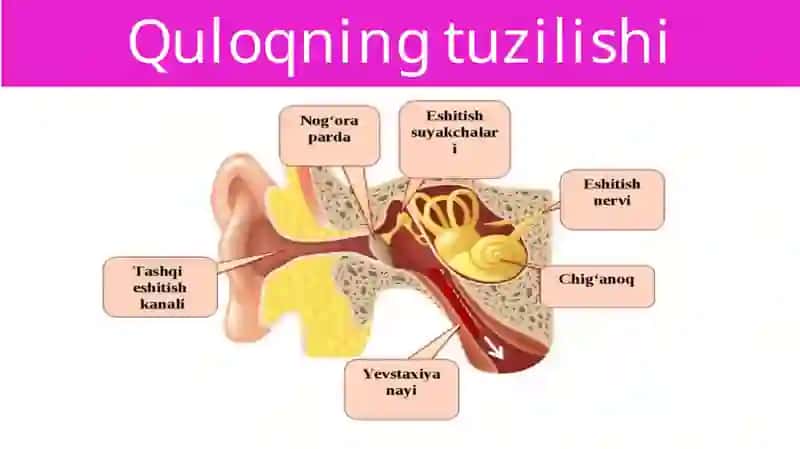 Eshitish organlarining tuzilishi, eshitish gigiyenasi 3