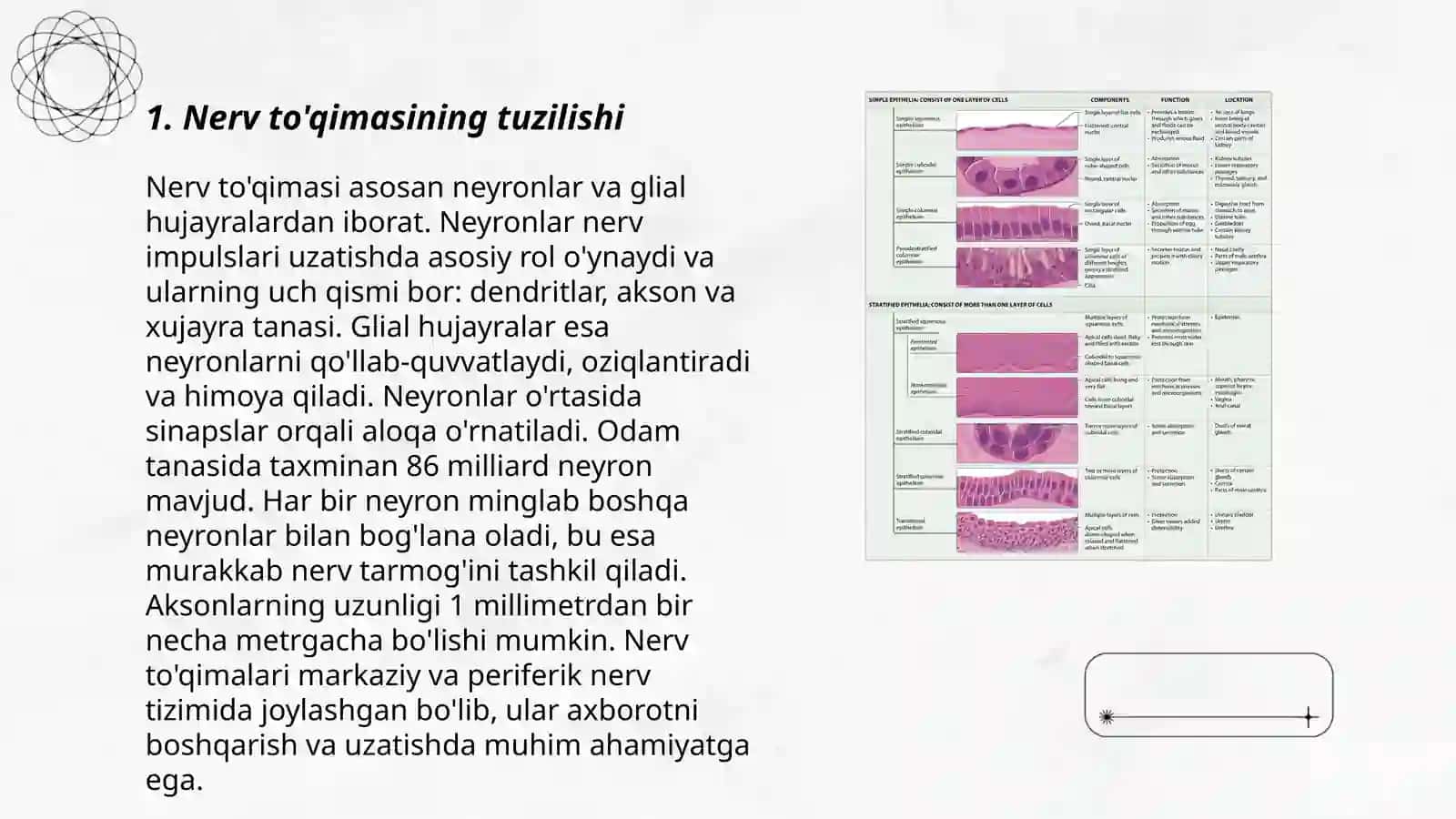 Nerv to'qimasi fiziologiyasi 3