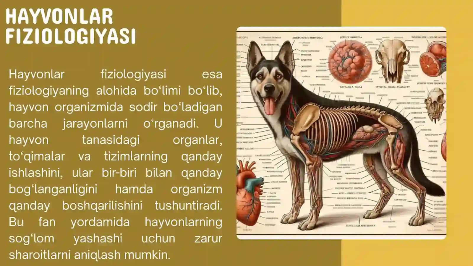 FIZIOLOGIYA TIRIK ORGANIZMDA BORADIGAN JARAYONLARNI O'RGANUVCHI FAN. HAYVONLAR FIZIOLOGIYASI 3