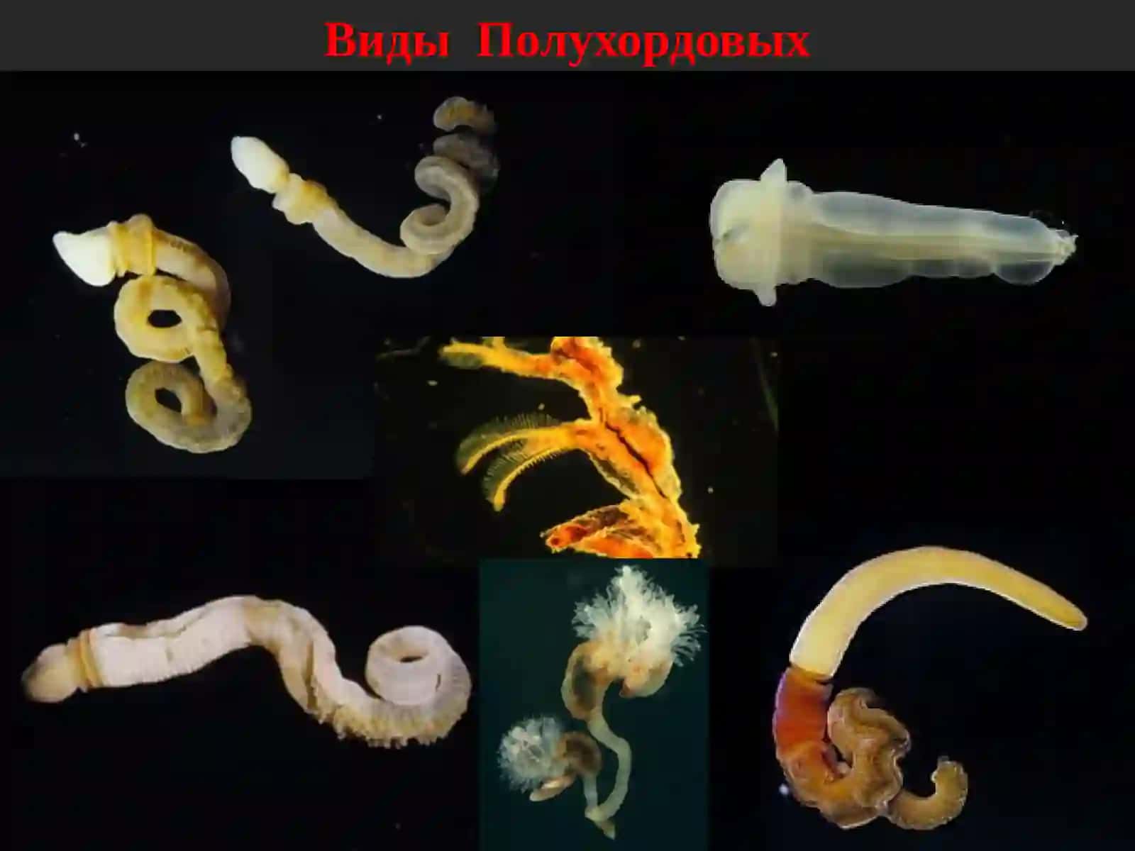 КУРС ЗООЛОГИИ ПОЗВОНОЧНЫХ 3