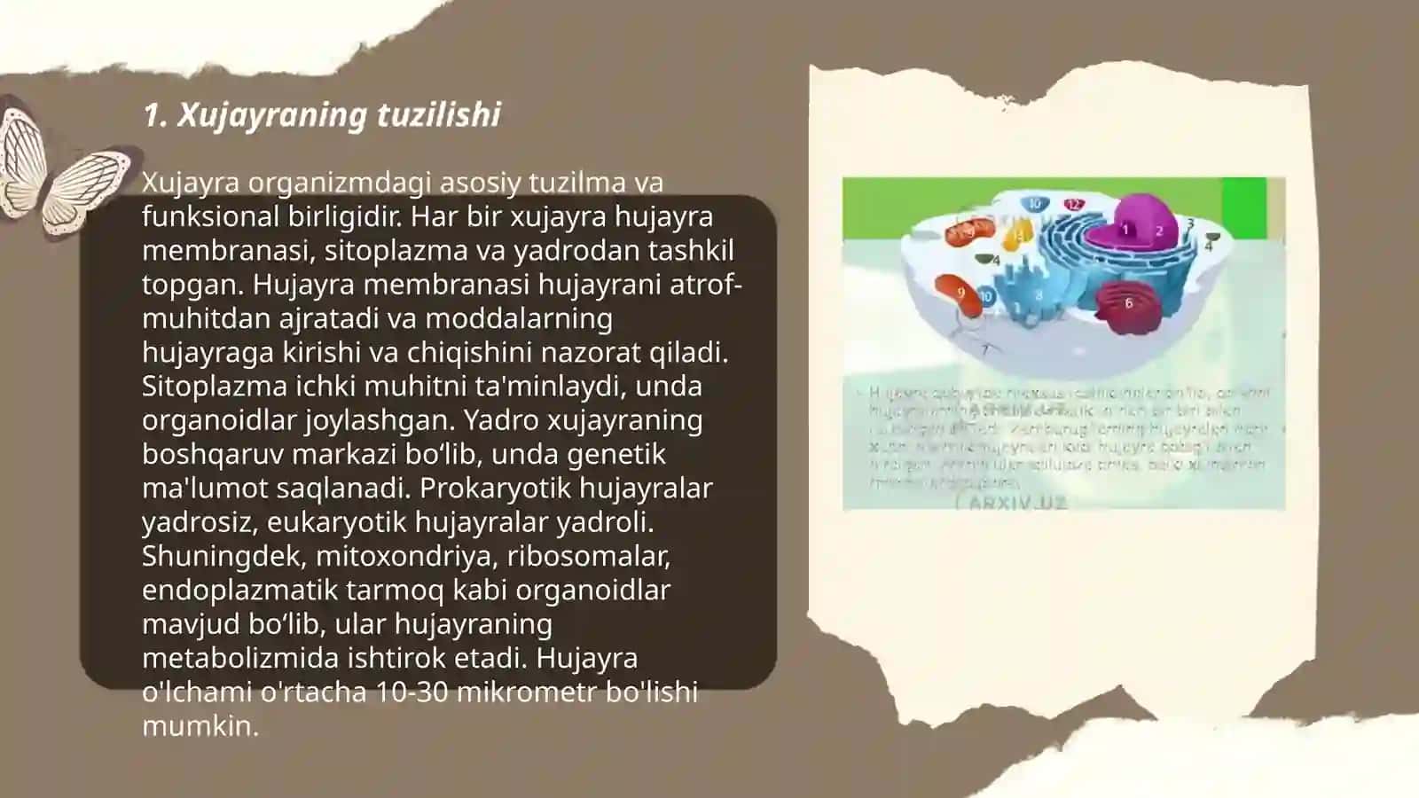 Xujayra tuzilishi 3