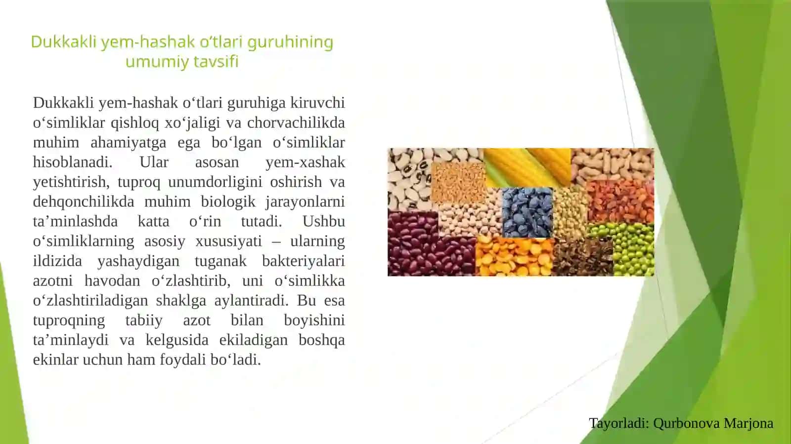 Dukkakliyem-hashako'tlariguruhi 3