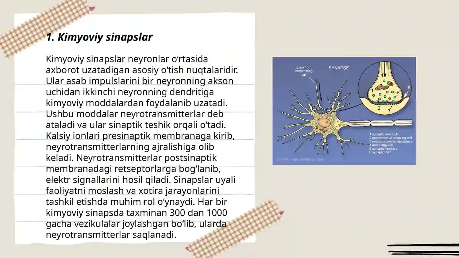 Kimyoviy sinapslar 3