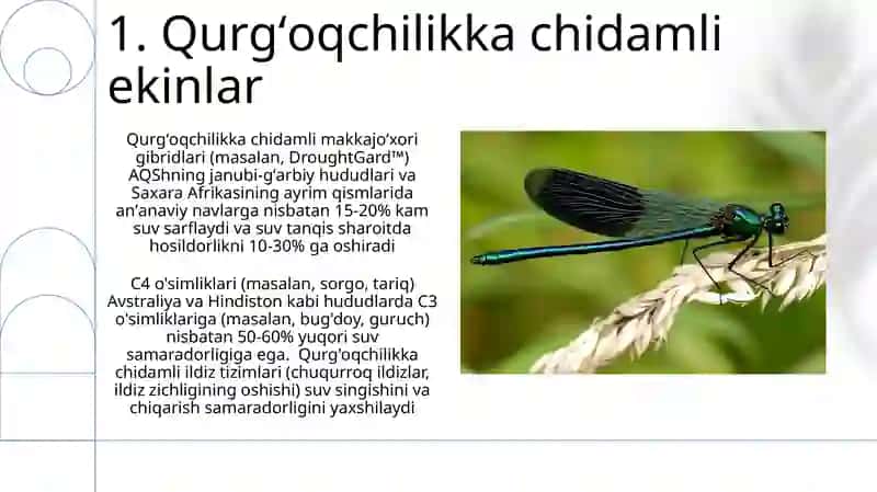 Qurgʻoqchilikka chidamli ekinlar 3