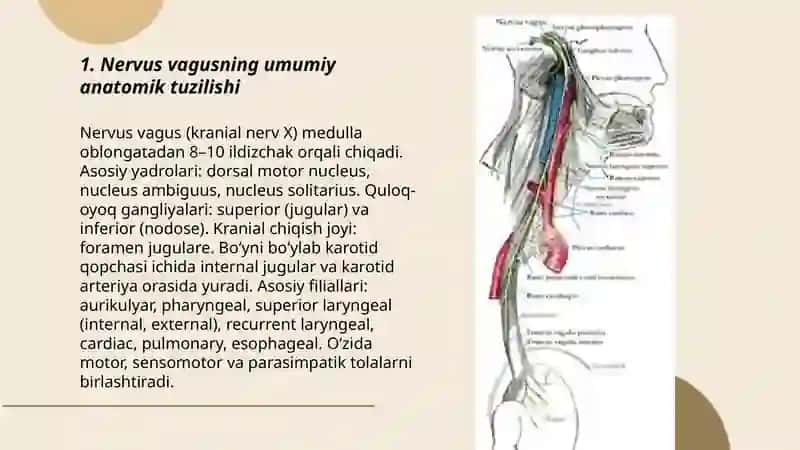 Nervus Vagusning klinikadagi ahamiyati va topografik anatomiyasi 3