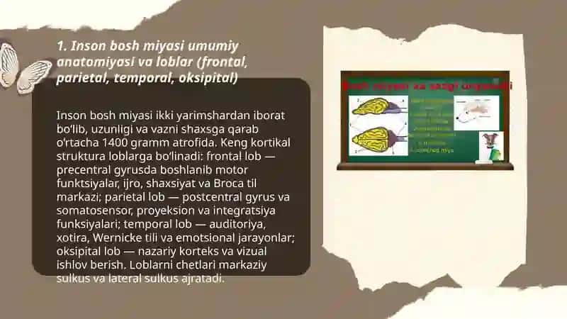 Inson bosh miyasi anatomiyasi, fiziologiyasi va patologiyasi. 3