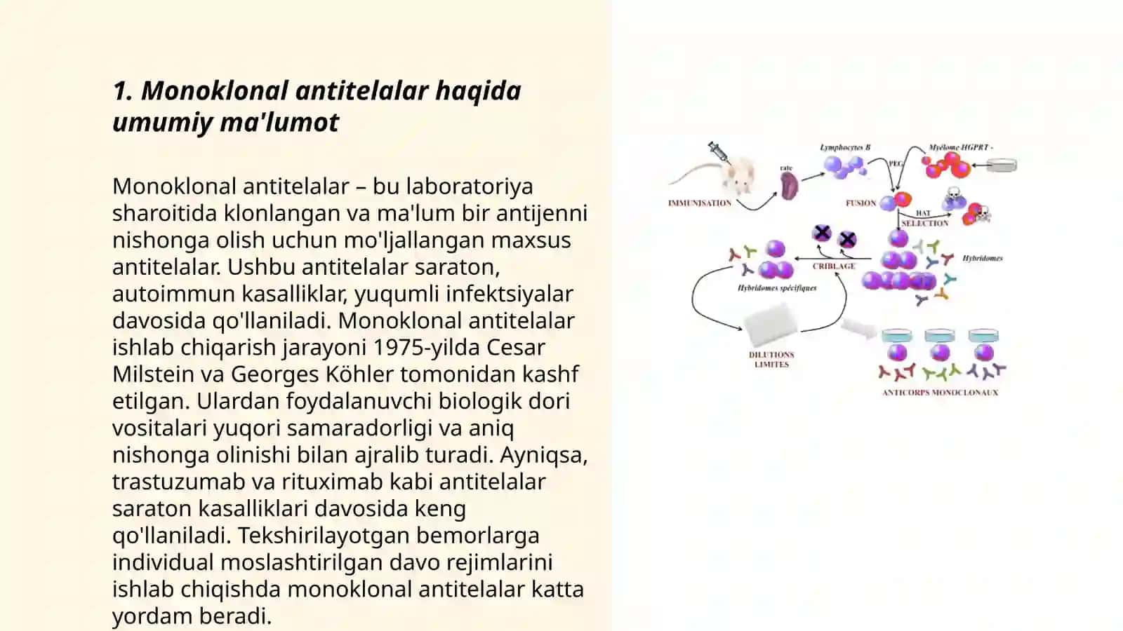 Monoklonal antitelalar, ularning olinishi, tiplari va amaliyotda qo‘llanilishi 3