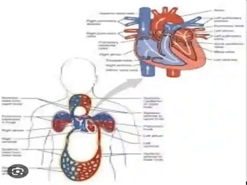 Heart and a vascular system 3