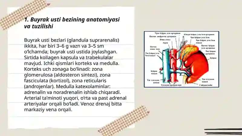 Buyrak usti bezlari va ularning gormonal ahamiyati 3
