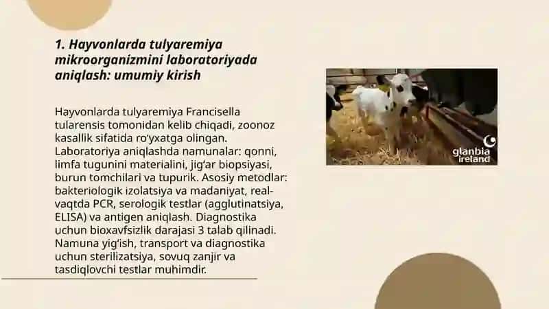Hayvonlarda Tulyaremiya kasalligining labaratoriya diagnostikasi 3