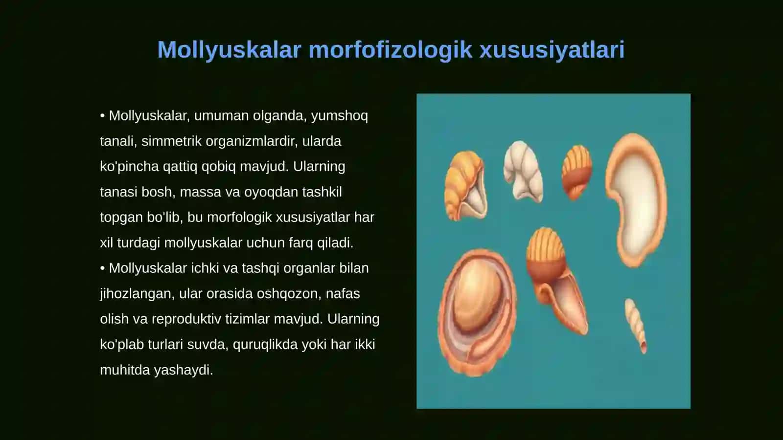 Mollyuskalar tipi Umumiy morfofizologik xarakteristikasi 3