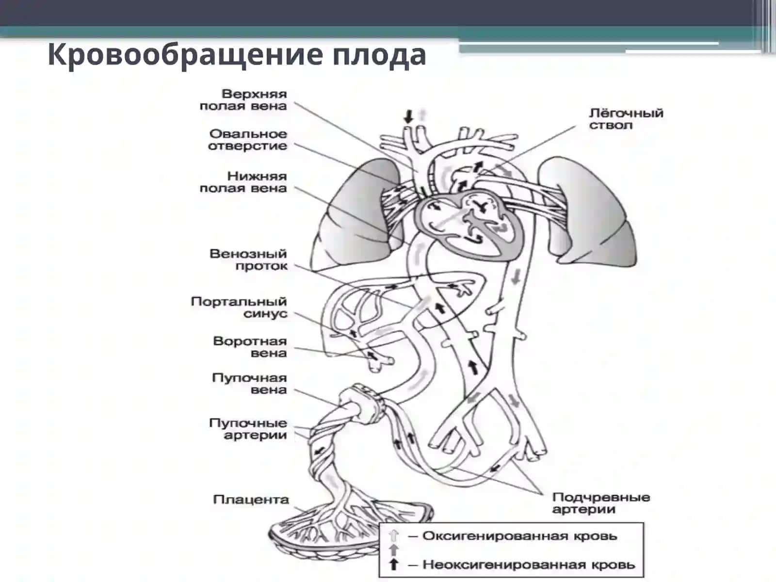 Анатомо-физиологические особенности и семиотика поражений сердечно-сосудистой системы у детей 3