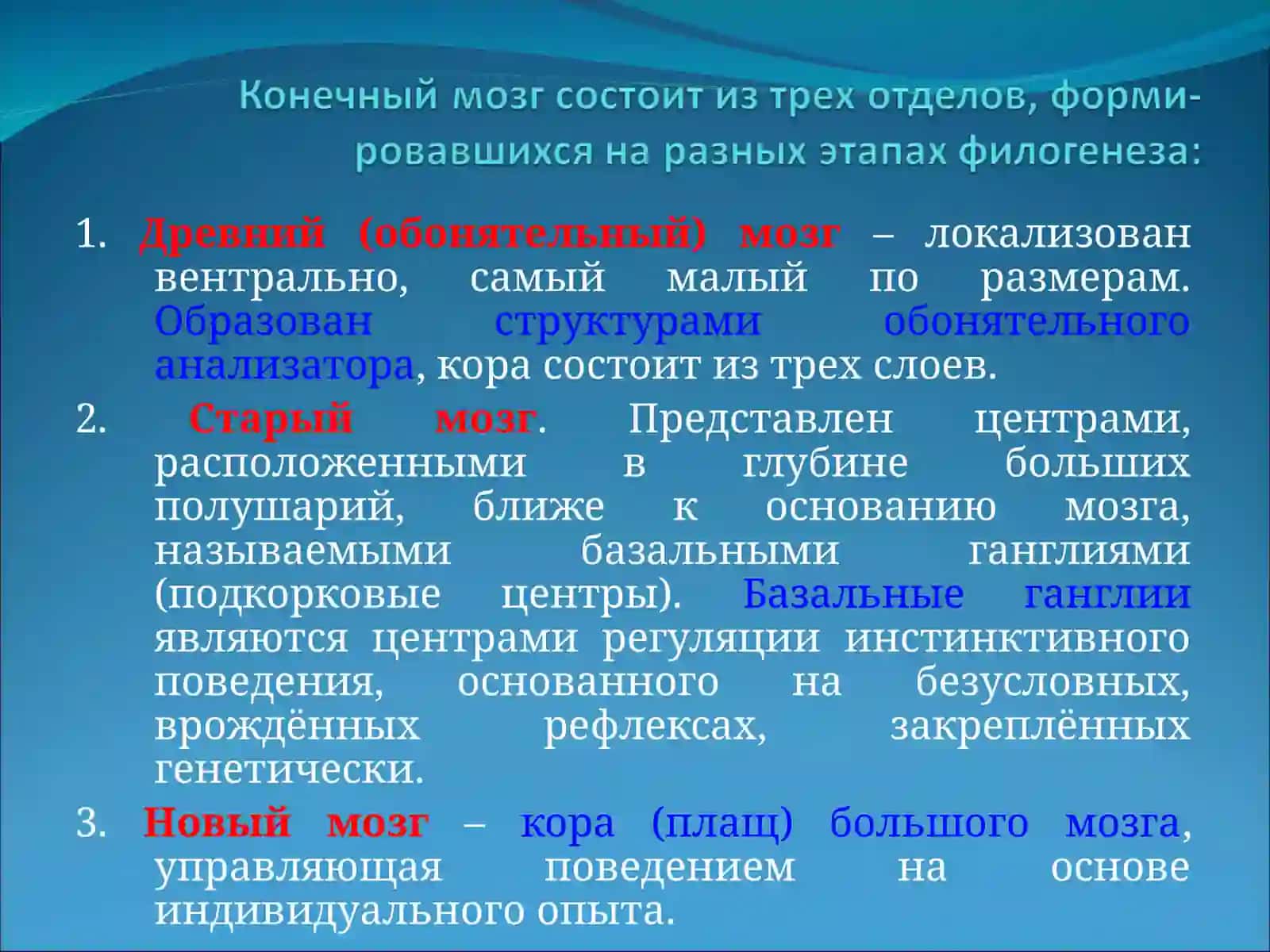 Основные отделы, форма и топография конечного мозга 3