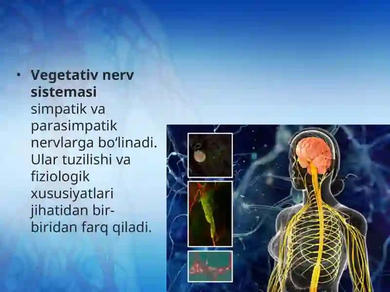 Vegetativ nerv sistemasi fiziologiyasi 3
