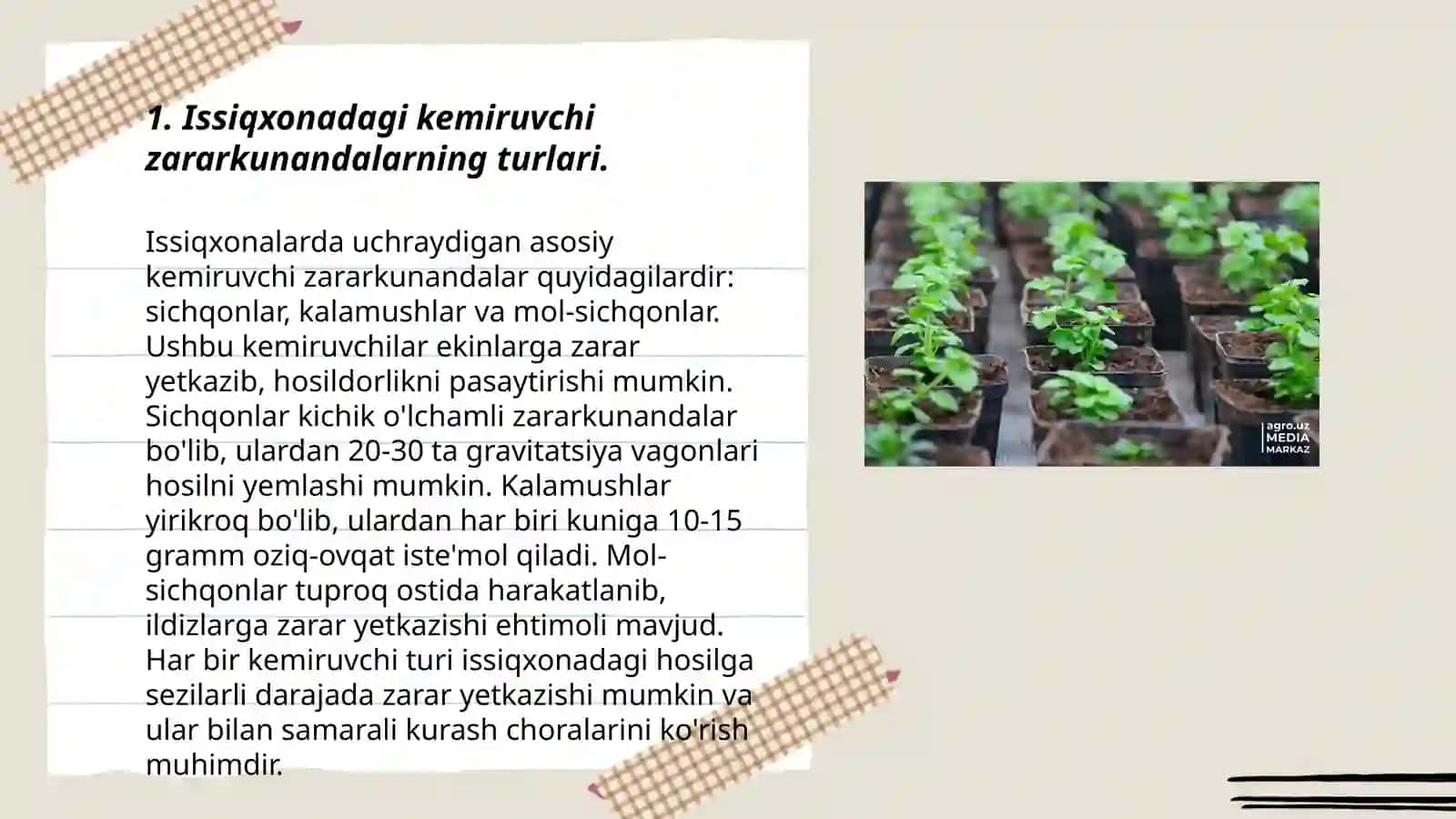 Issiqxonadagi sabzavot ekinlarining kemiruvchi zararkunandalari biologiyasi, zarari va qarshi kurash tadbirlari 3