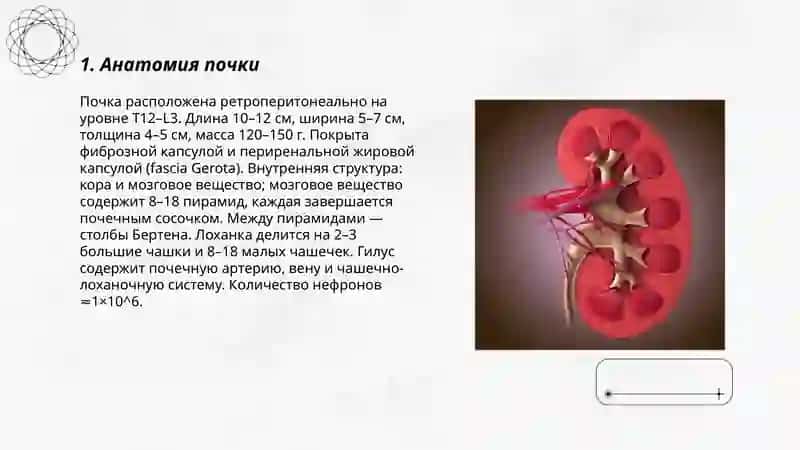 Почка 3