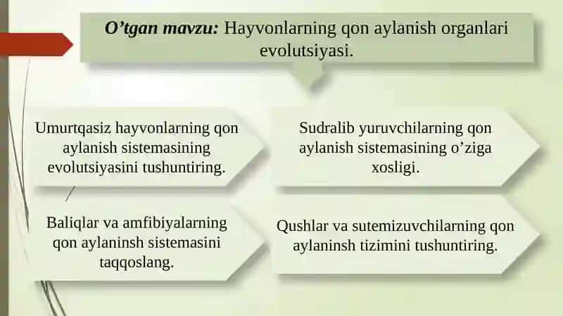 Hayvonlarning qon aylanish organlari evolutsiyasi 3